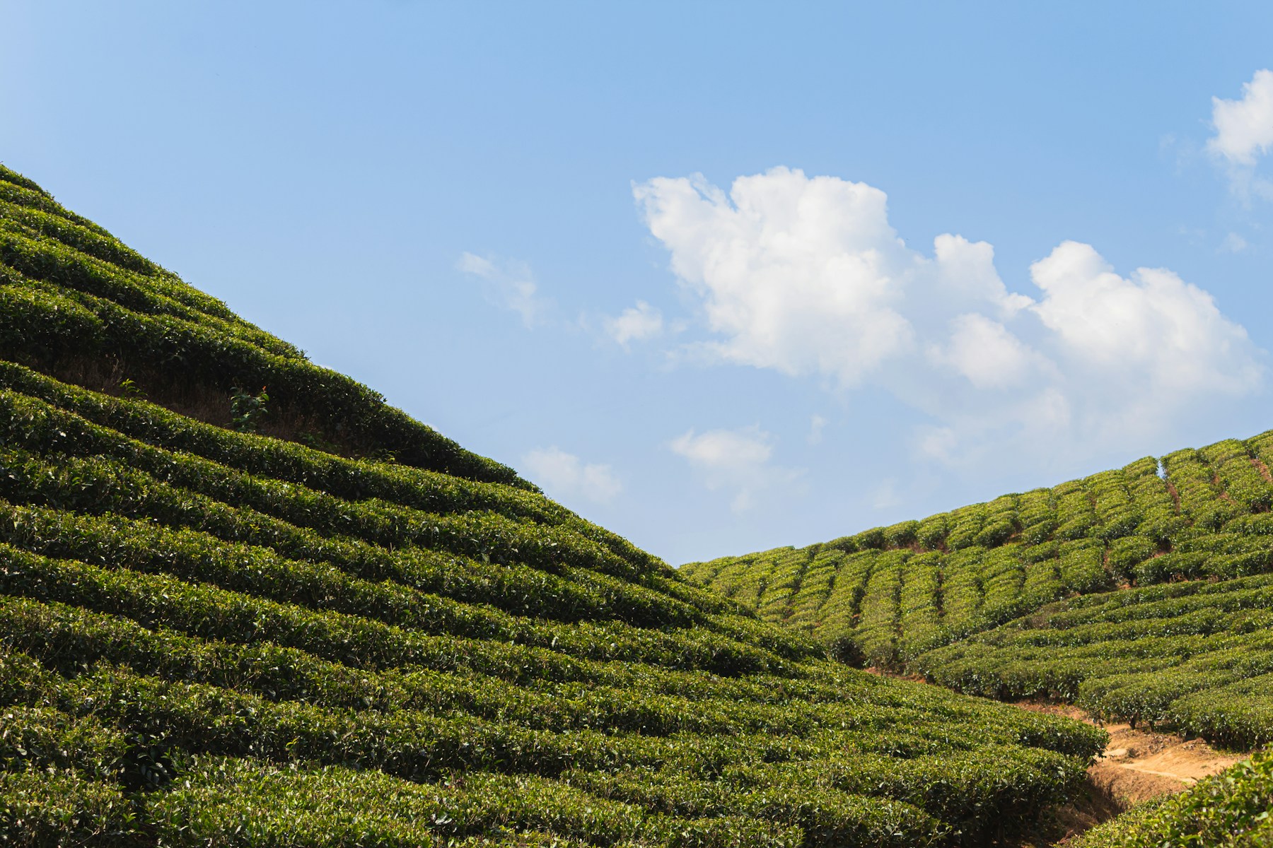 Weiterreise ab Bagdogra: Teeplantagen bei Darjeeling.